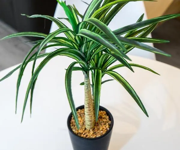 Apartmán Duplex : 300m, Clim, Netflix Cannes